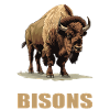 Bisons Bison
