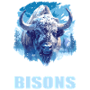 Bisons Bison