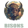 Bisons Bison