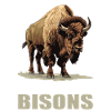 Bisons Bison