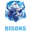 Bisons Bison