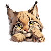 Bobcats Rotluchse Rotluchs Luchs
