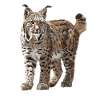Bobcats Rotluchse Rotluchs Luchs