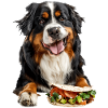 Bernese Mountain Dog