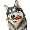 Alaskan Malamute