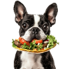 Boston Terrier