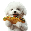 Bichon Frise
