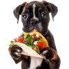 Boxer