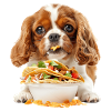 Cavalier King Spaniel