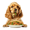 Cocker Spaniel