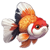 Fancy Calico Veiltail Goldfish