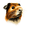 Marsvin-gnagere Capybara Søt gnager