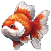 Fancy Calico Veiltail Goldfish