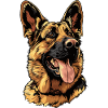 German Shepherd
