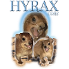 Hyrax Core Awawa Funshirt meme