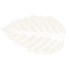 Feuille