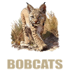 Bobcats Rotluchse Rotluchs Luchs