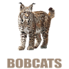 Bobcats Rotluchse Rotluchs Luchs