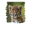 Bobcats Rotluchse Rotluchs Luchs