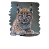 Bobcats Rotluchse Rotluchs Luchs