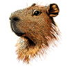 Capybara Be Capy Capybara Sjov Capybara