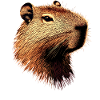 Capybara Be Capy Capybara Hauska Capybara