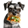 Miniature Schnauzer