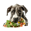 Great Dane