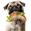 Pug
