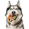 Siberian Husky