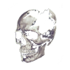 Destroyed skull