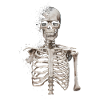 Destroyed skeleton