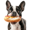 Boston Terrier