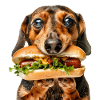 Dachshund