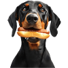 Doberman