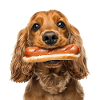 Cocker Spaniel