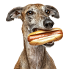 Greyhound