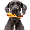Great Dane