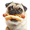 Pug