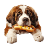 Bernhardiner