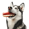 Sibirischer Husky