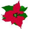 Poinsettia