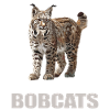 Bobcats Rotluchse Rotluchs Luchs
