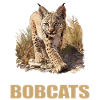 Bobcats Rotluchse Rotluchs Luchs