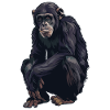 Bonobos Bonobo