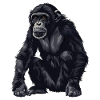 Bonobos Bonobo
