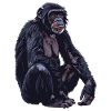 Bonobos Bonobo