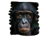 Bonobos Bonobo