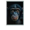 Bonobos Bonobo