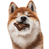 Akita